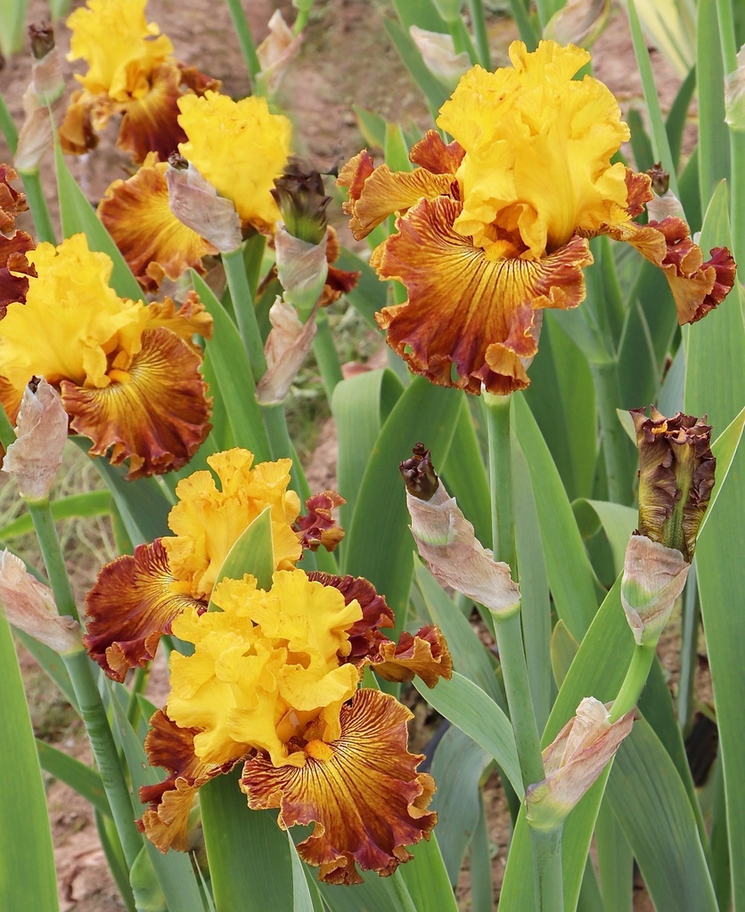 earth-and-sun-mid-america-garden